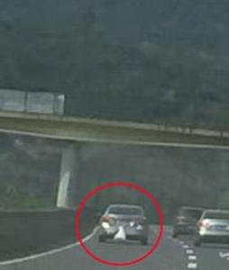 高速现涡轮增鸭 鸭子内心一定是崩溃的